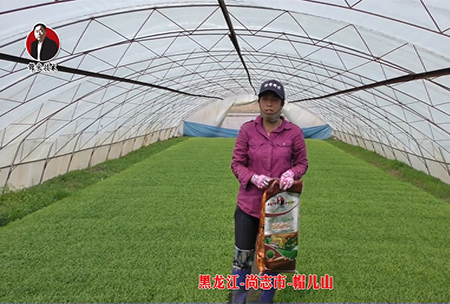 黑龍江-尚(shang)誌(zhi)市-戼兒山